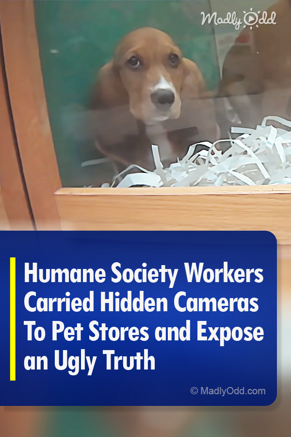 Humane Society Workers Carried Hidden Cameras To Pet Stores and Expose an Ugly Truth