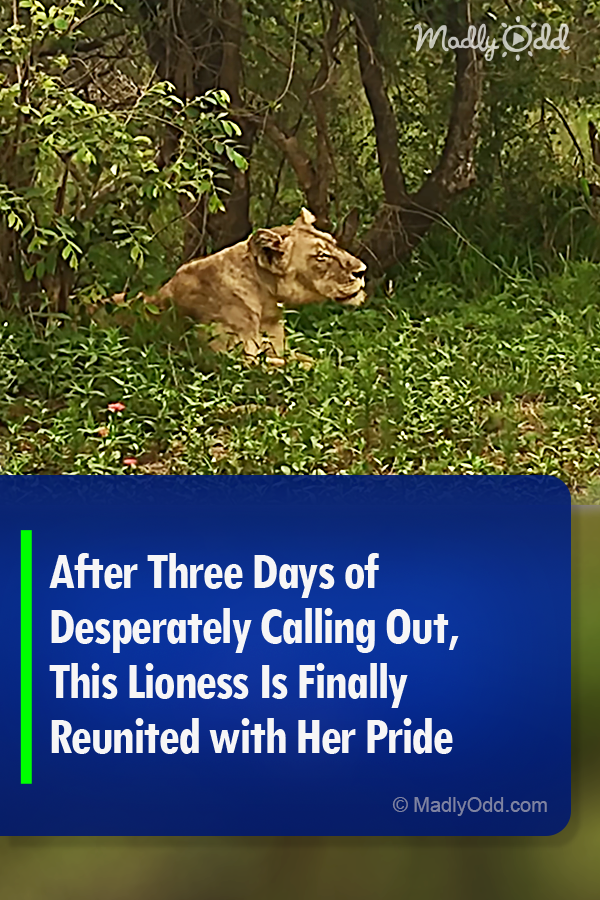 After Three Days of Desperately Calling Out, This Lioness Is Finally Reunited with Her Pride