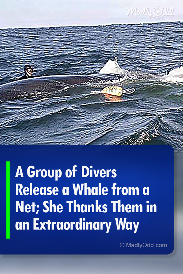 A Group of Divers Release a Whale from a Net; She Thanks Them in an Extraordinary Way