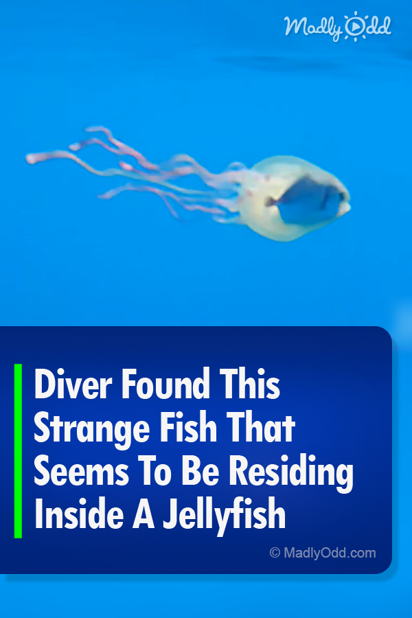 Diver Found This Strange Fish That Seems To Be Residing Inside A Jellyfish