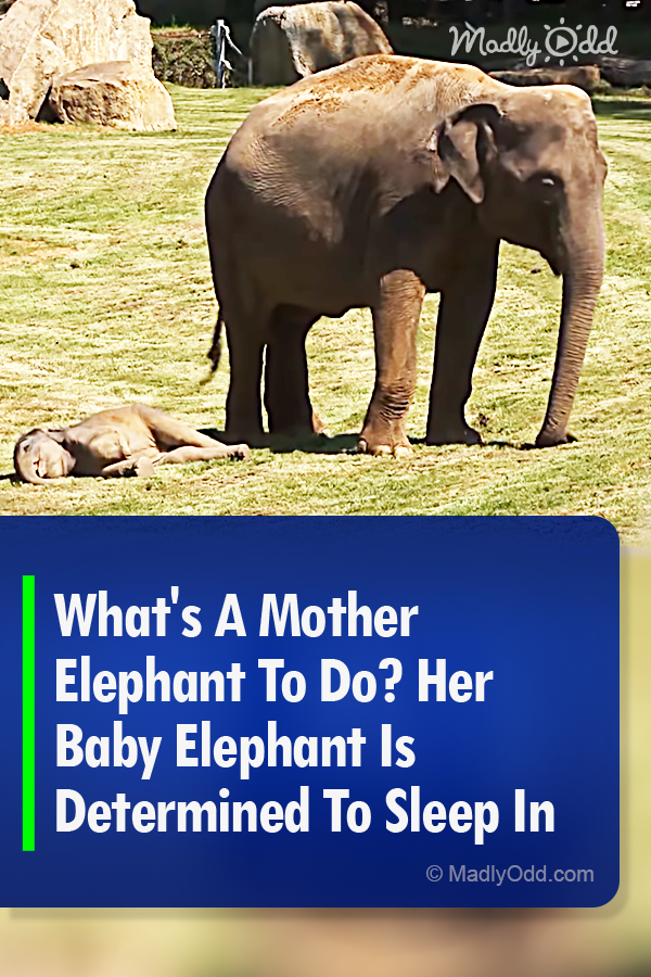 What\'s A Mother Elephant To Do? Her Baby Elephant Is Determined To Sleep In