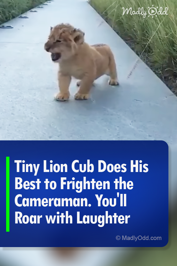 Tiny Lion Cub Does His Best to Frighten the Cameraman. You\'ll Roar with Laughter