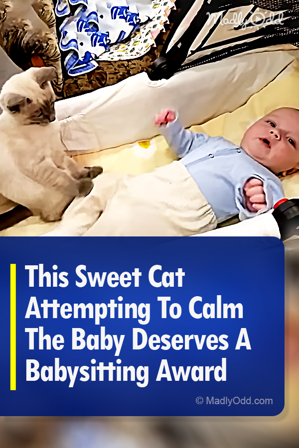 This Sweet Cat Attempting To Calm The Baby Deserves A Babysitting Award