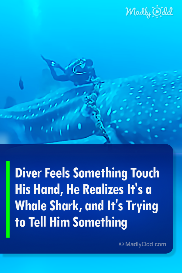 Diver Feels Something Touch His Hand, He Realizes It\'s a Whale Shark, and It\'s Trying to Tell Him Something