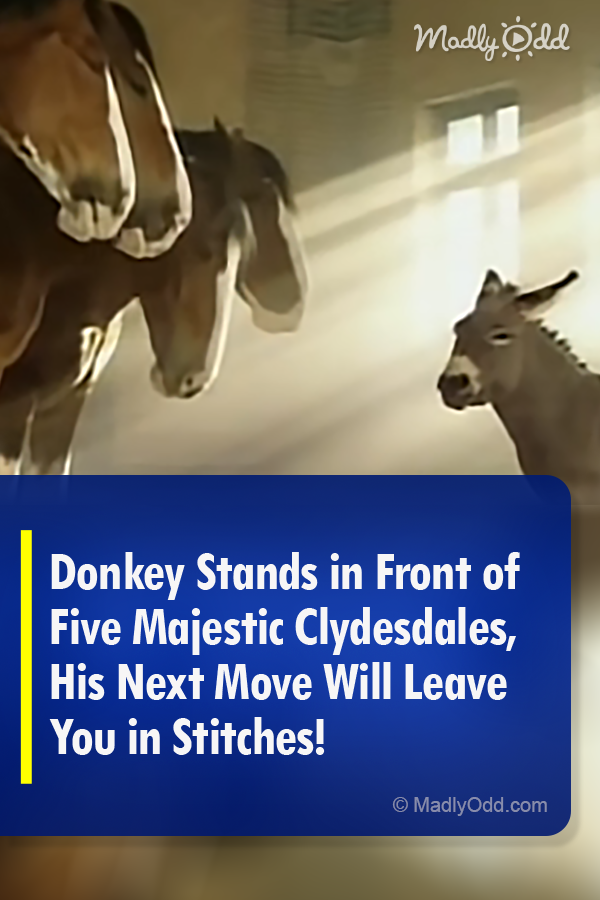 Donkey Stands in Front of Five Majestic Clydesdales, His Next Move Will Leave You in Stitches!