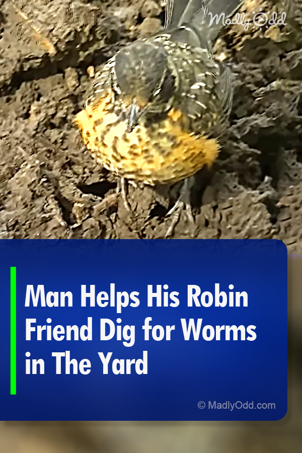 Man Helps His Robin Friend Dig for Worms in The Yard