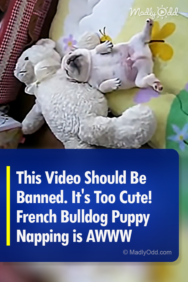 This Video Should Be Banned, It\'s Too Cute! French Bulldog Puppy Napping is AWWW