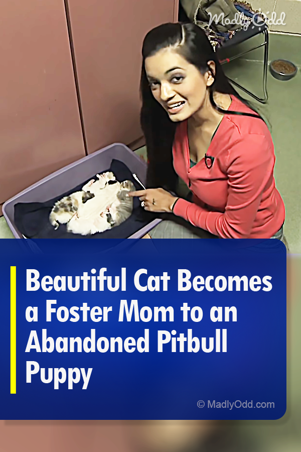 Beautiful Cat Becomes a Foster Mom to an Abandoned Pitbull Puppy