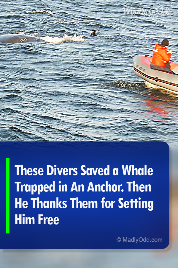 These Divers Saved a Whale Trapped in An Anchor. Then He Thanks Them for Setting Him Free