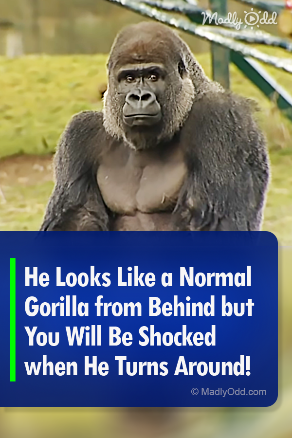 He Looks Like a Normal Gorilla from Behind but You Will Be Shocked when He Turns Around!