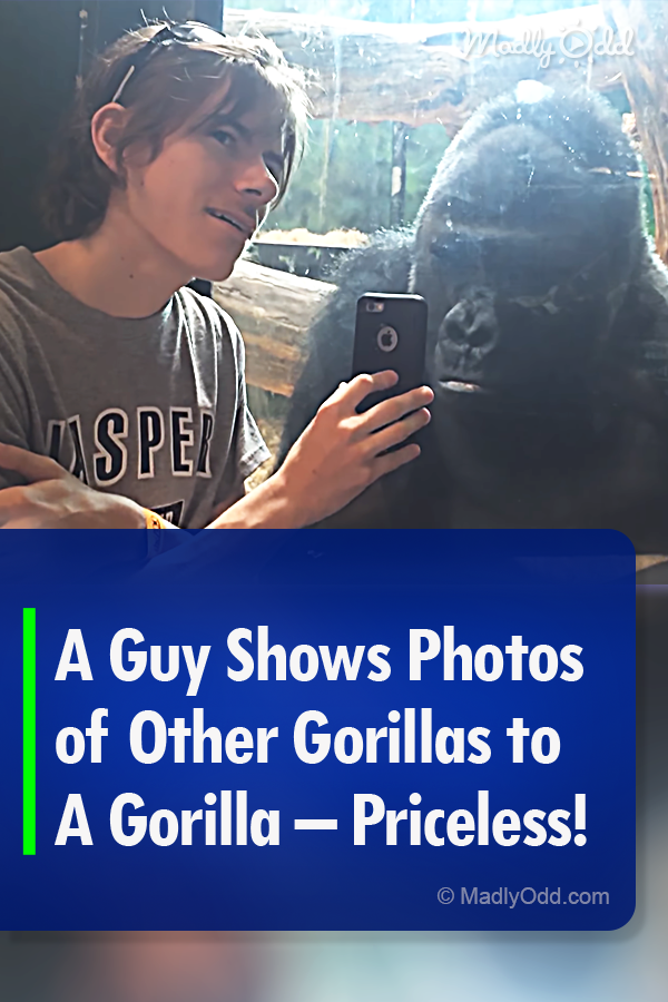 A Guy Shows Photos of Other Gorillas to A Gorilla – Priceless!