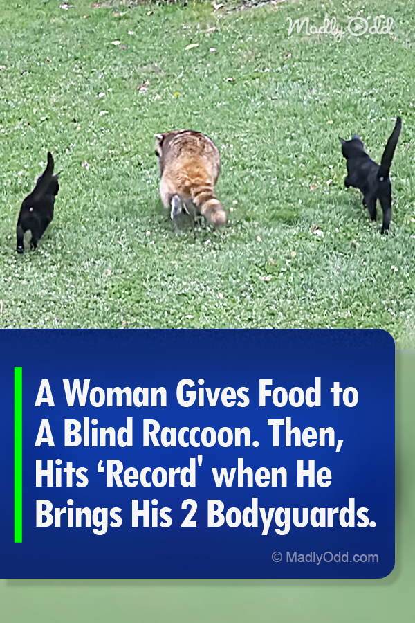 A Woman Gives Food to A Blind Raccoon. Then, Hits ‘Record\' when He Brings His 2 Bodyguards.