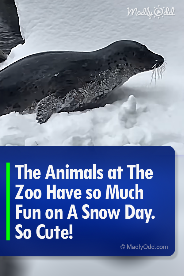 The Animals at The Zoo Have so Much Fun on A Snow Day. So Cute!