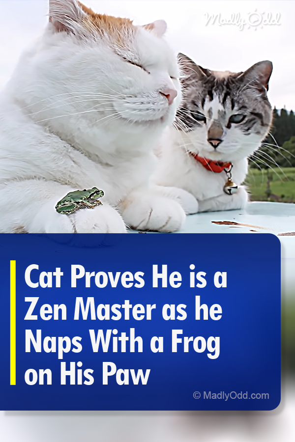 Cat Proves He is a Zen Master as he Naps With a Frog on His Paw