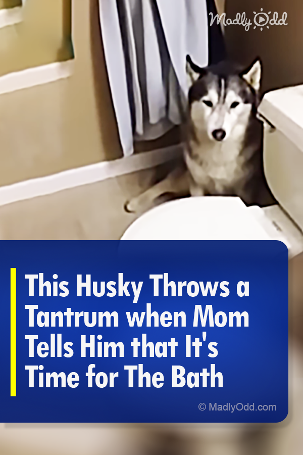 This Husky Throws a Tantrum when Mom Tells Him that It\'s Time for The Bath