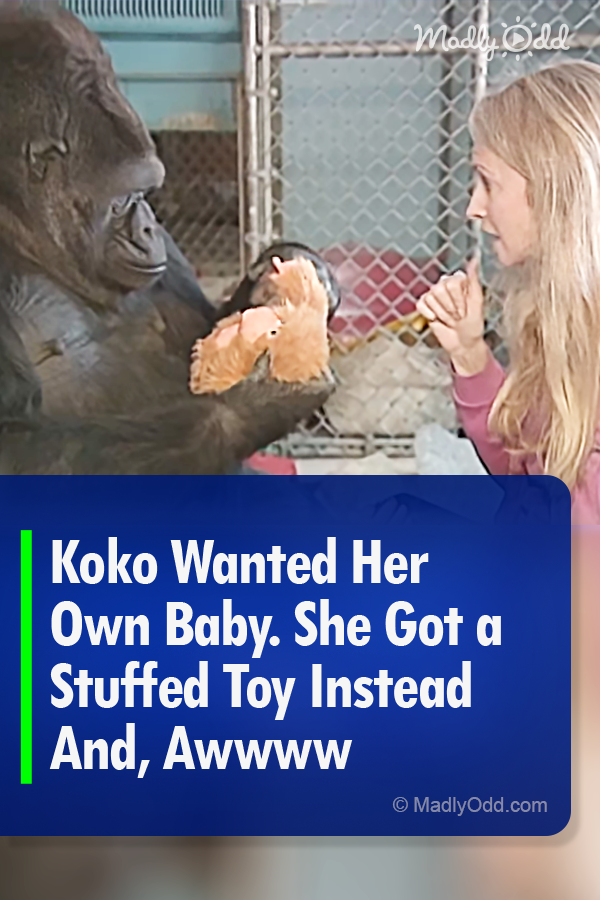 Koko Wanted Her Own Baby. She Got a Stuffed Toy Instead And, Awwww