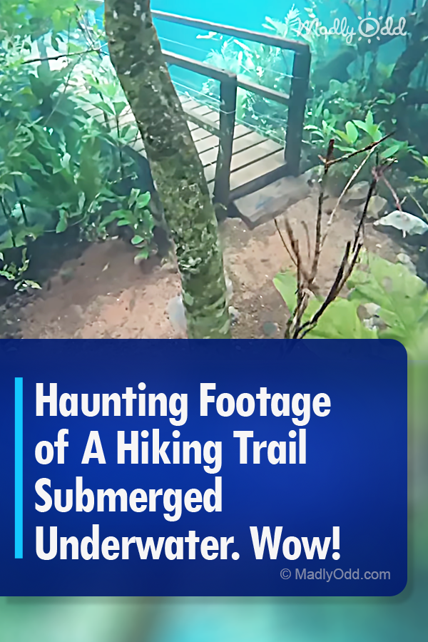 Haunting Footage of A Hiking Trail Submerged Underwater. Wow!