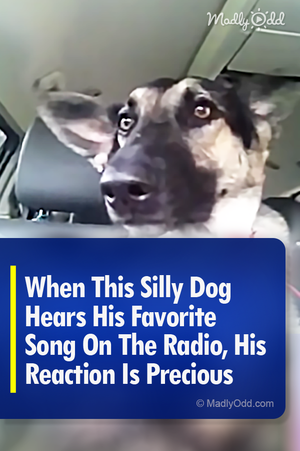 When This Silly Dog Hears His Favorite Song On The Radio, His Reaction Is Precious