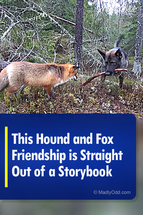 This Hound and Fox Friendship is Straight Out of a Storybook
