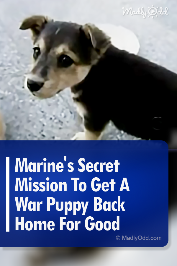 Marine\'s Secret Mission To Get A War Puppy Back Home For Good