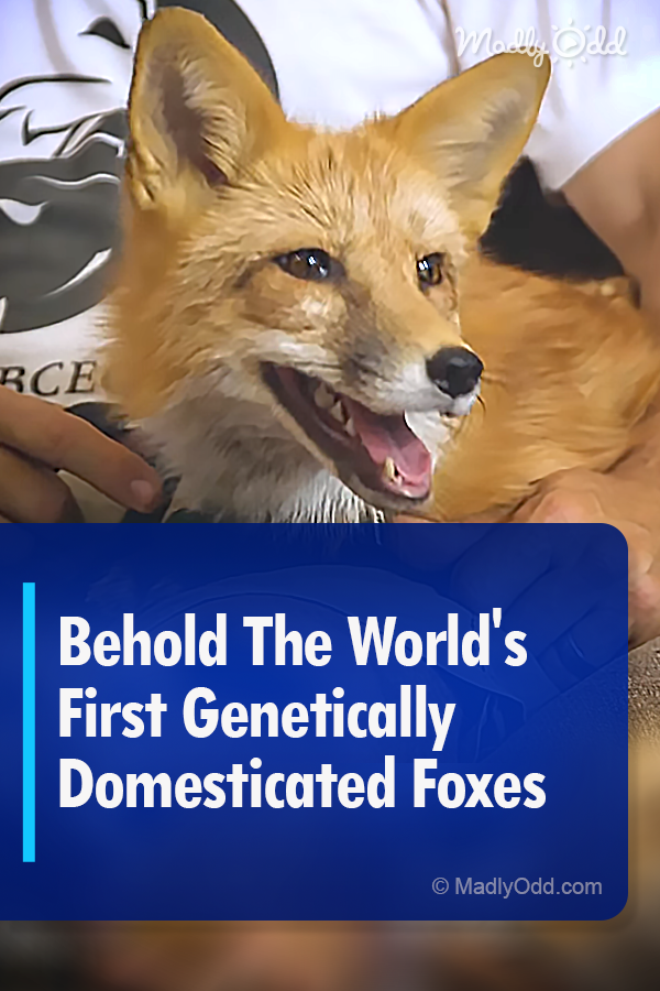 Behold The World\'s First Genetically Domesticated Foxes