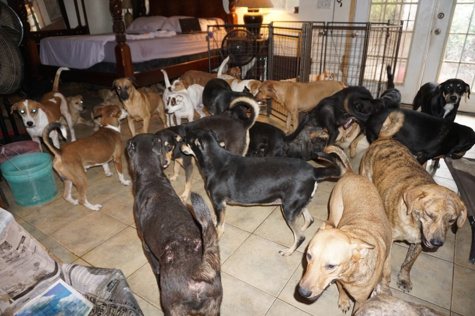 Woman Opens Her Home To 97 Stray Dogs As Hurricane Dorian Rips Through The Bahamas