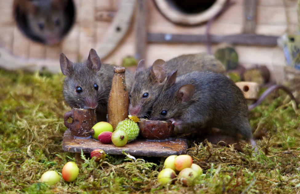 Mouse eating fruits