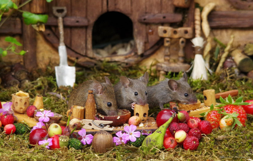 Man builds an entire village for mouse he saw in his garden 