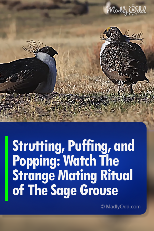 Strutting, Puffing, and Popping: Watch The Strange Mating Ritual of The Sage Grouse