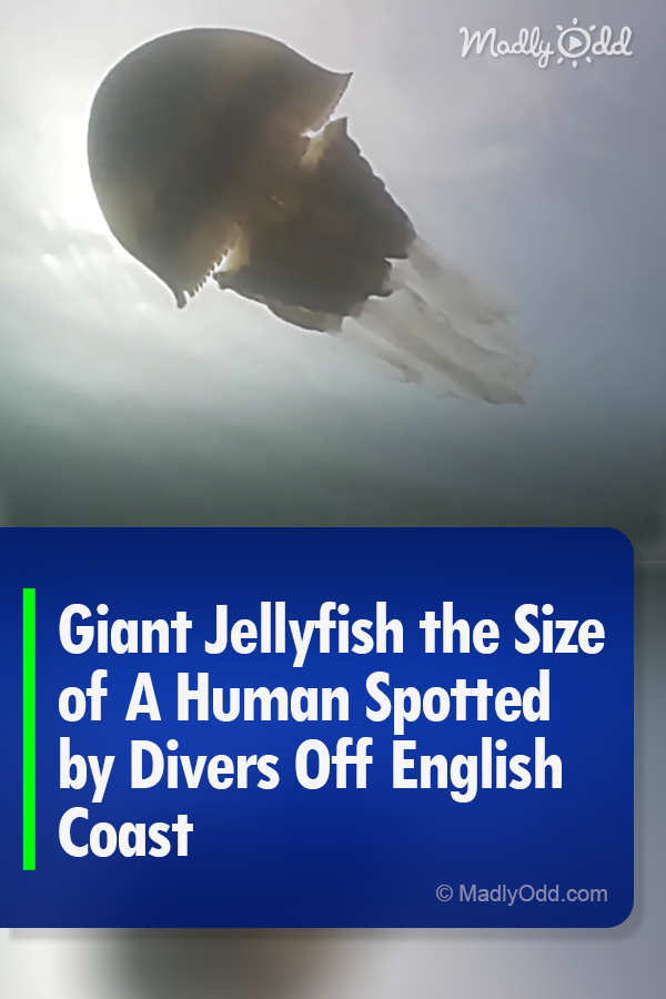 Giant Jellyfish the Size of A Human Spotted by Divers Off English Coast