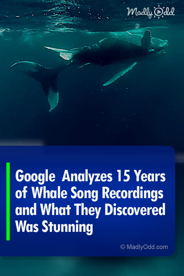 Google  Analyzes 15 Years of Whale Song Recordings and What They Discovered Was Stunning