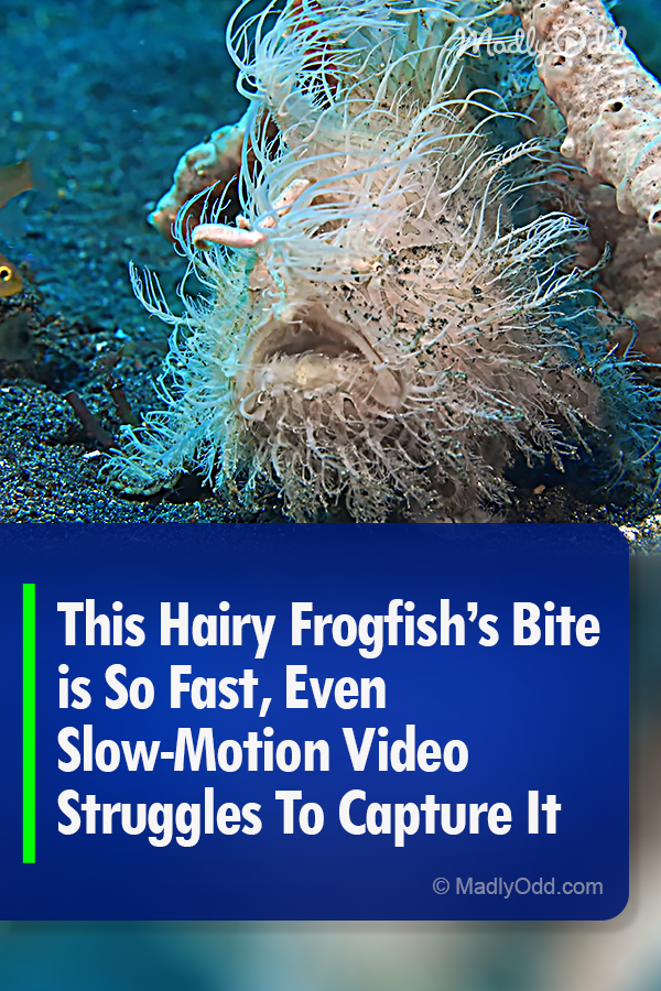 This Hairy Frogfish’s Bite is So Fast, Even Slow-Motion Video Struggles To Capture It
