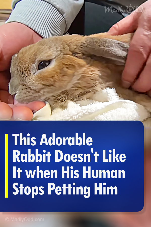 This Adorable Rabbit Doesn\'t Like It when His Human Stops Petting Him