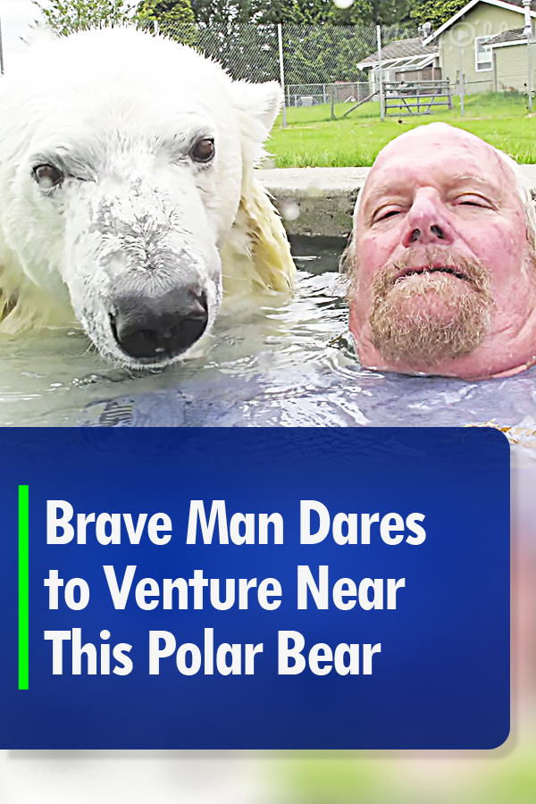 Brave Man Dares to Venture Near This Polar Bear