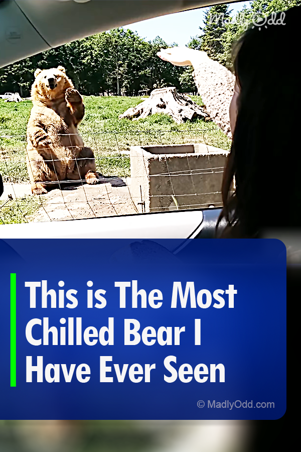 This is The Most Chilled Bear I Have Ever Seen
