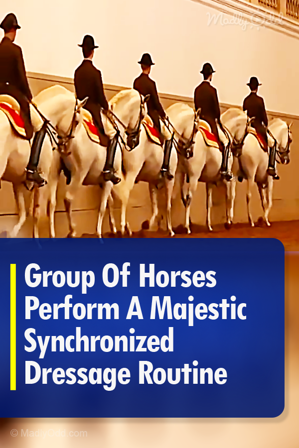 Group Of Horses Perform A Majestic Synchronized Dressage Routine