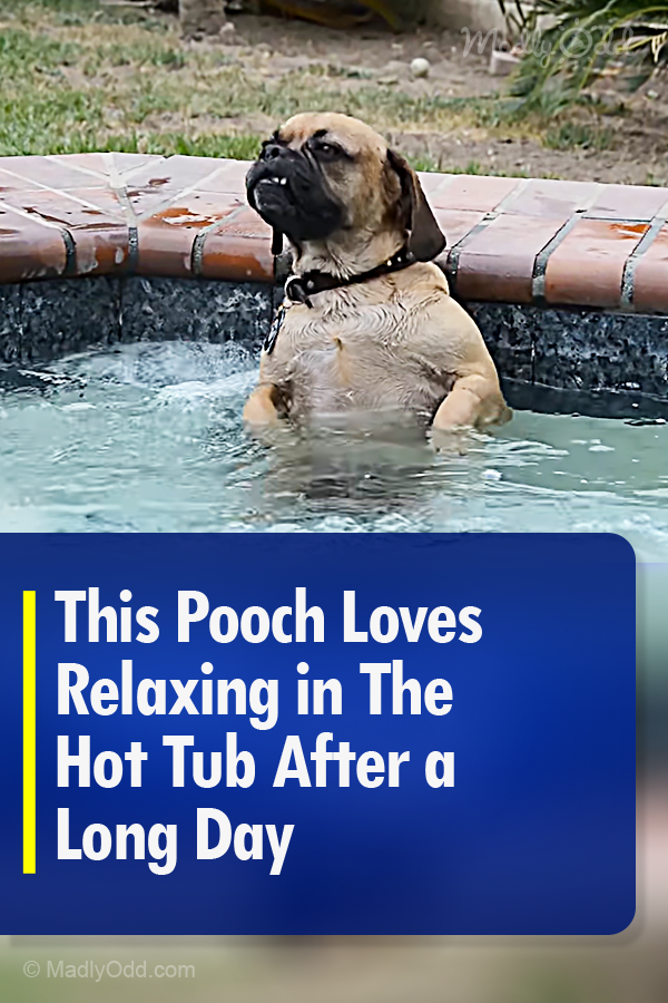 This Pooch Loves Relaxing in The Hot Tub After a Long Day