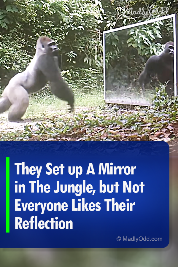 They Set up A Mirror in The Jungle, but Not Everyone Likes Their Reflection