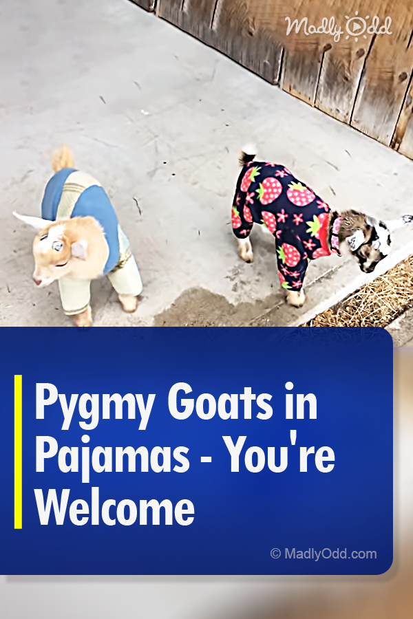 Pygmy Goats in Pajamas - You\'re Welcome