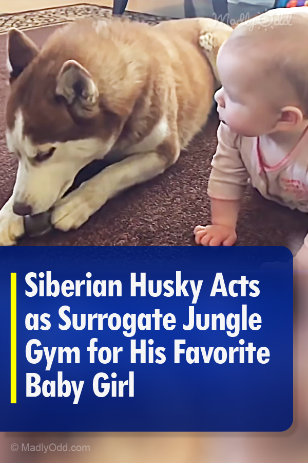 Siberian Husky Acts as Surrogate Jungle Gym for His Favorite Baby Girl