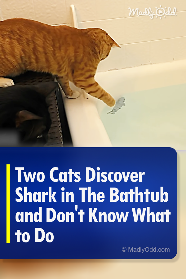 Two Cats Discover Shark in The Bathtub and Don\'t Know What to Do