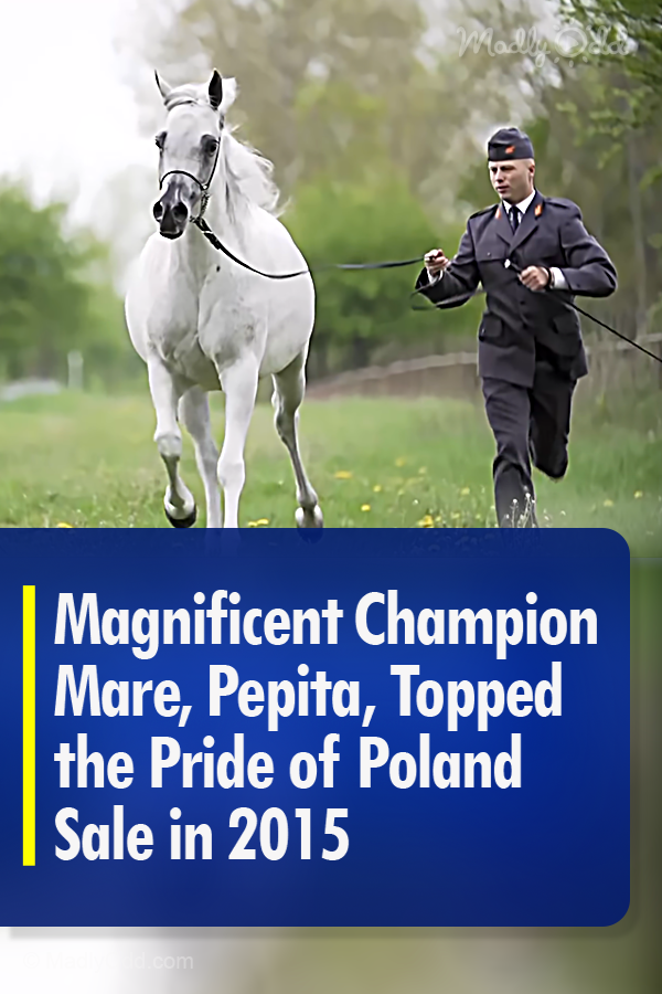 Magnificent Champion Mare, Pepita, Topped the Pride of Poland Sale in 2015