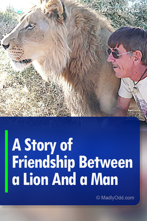 A Story of Friendship Between a Lion And a Man