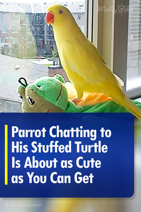 Parrot Chatting to His Stuffed Turtle Is About as Cute as You Can Get