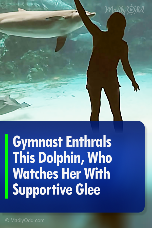 Gymnast Enthrals This Dolphin, Who Watches Her With Supportive Glee
