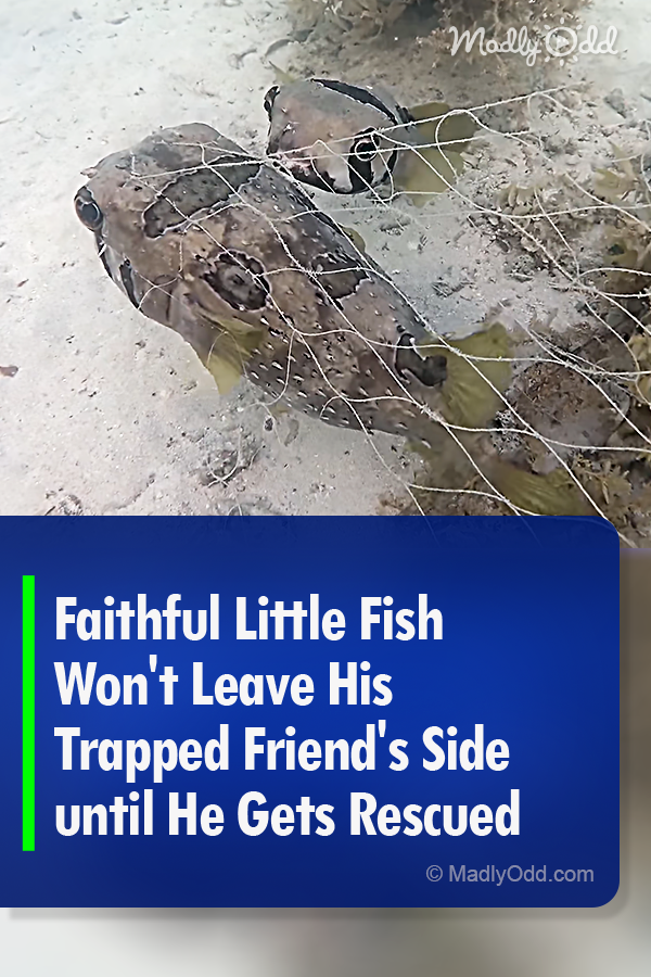 Faithful Little Fish Won\'t Leave His Trapped Friend\'s Side until He Gets Rescued