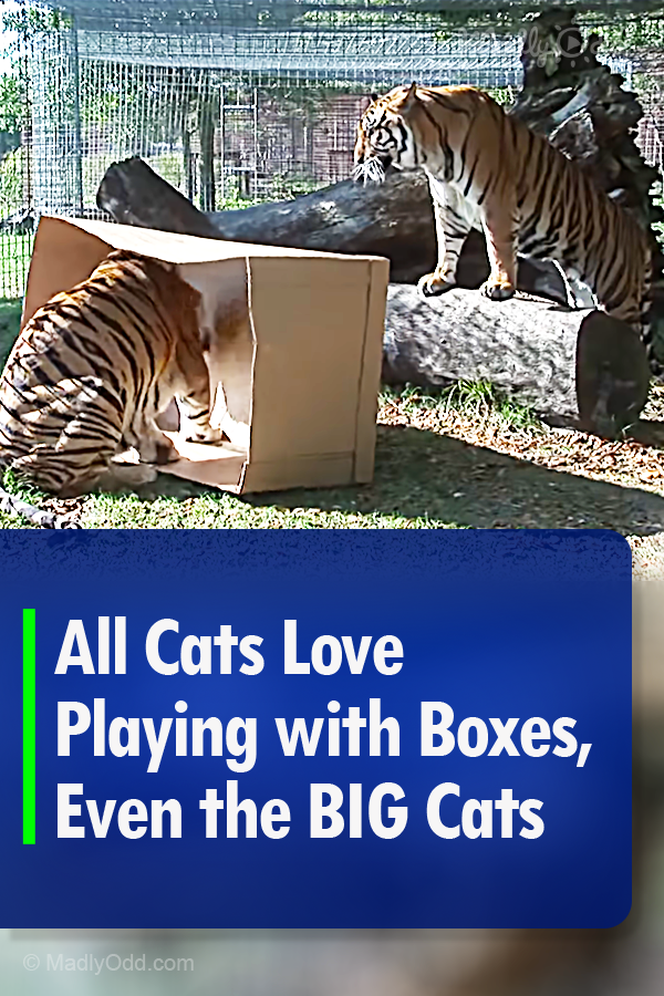 All Cats Love Playing with Boxes, Even the BIG Cats