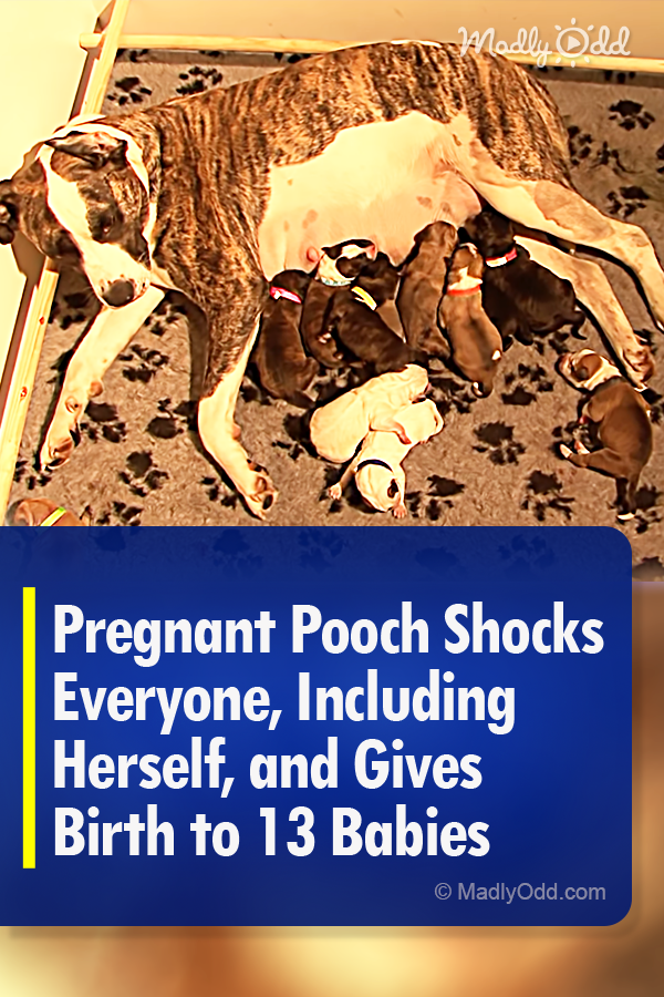 Pregnant Pooch Shocks Everyone, Including Herself, and Gives Birth to 13 Babies