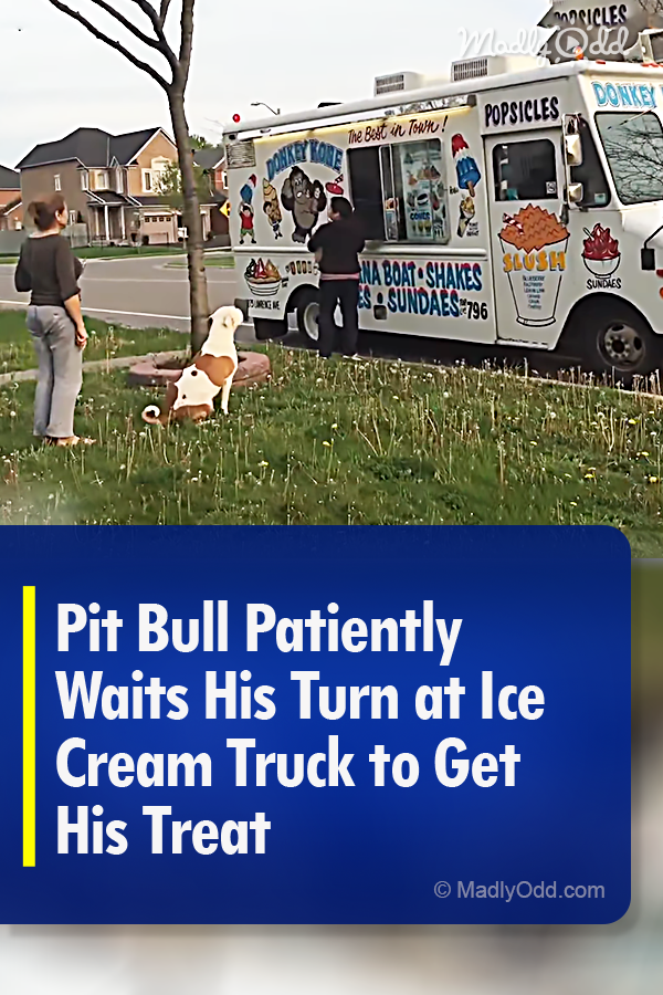 Pit Bull Patiently Waits His Turn at Ice Cream Truck to Get His Treat