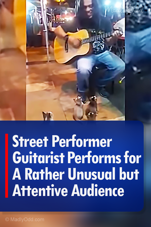 Street Performer Guitarist Performs for A Rather Unusual but Attentive Audience